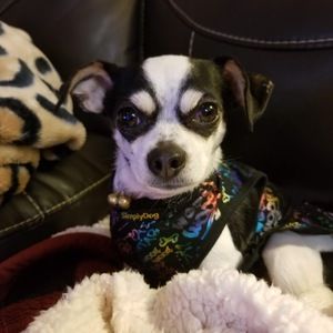 Meet your Posher, Alison